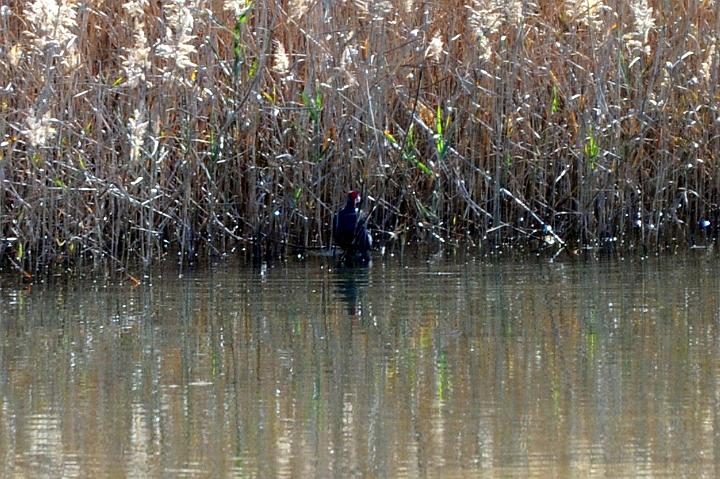 1Saline di Priolo 16.1.2011 (106).jpg